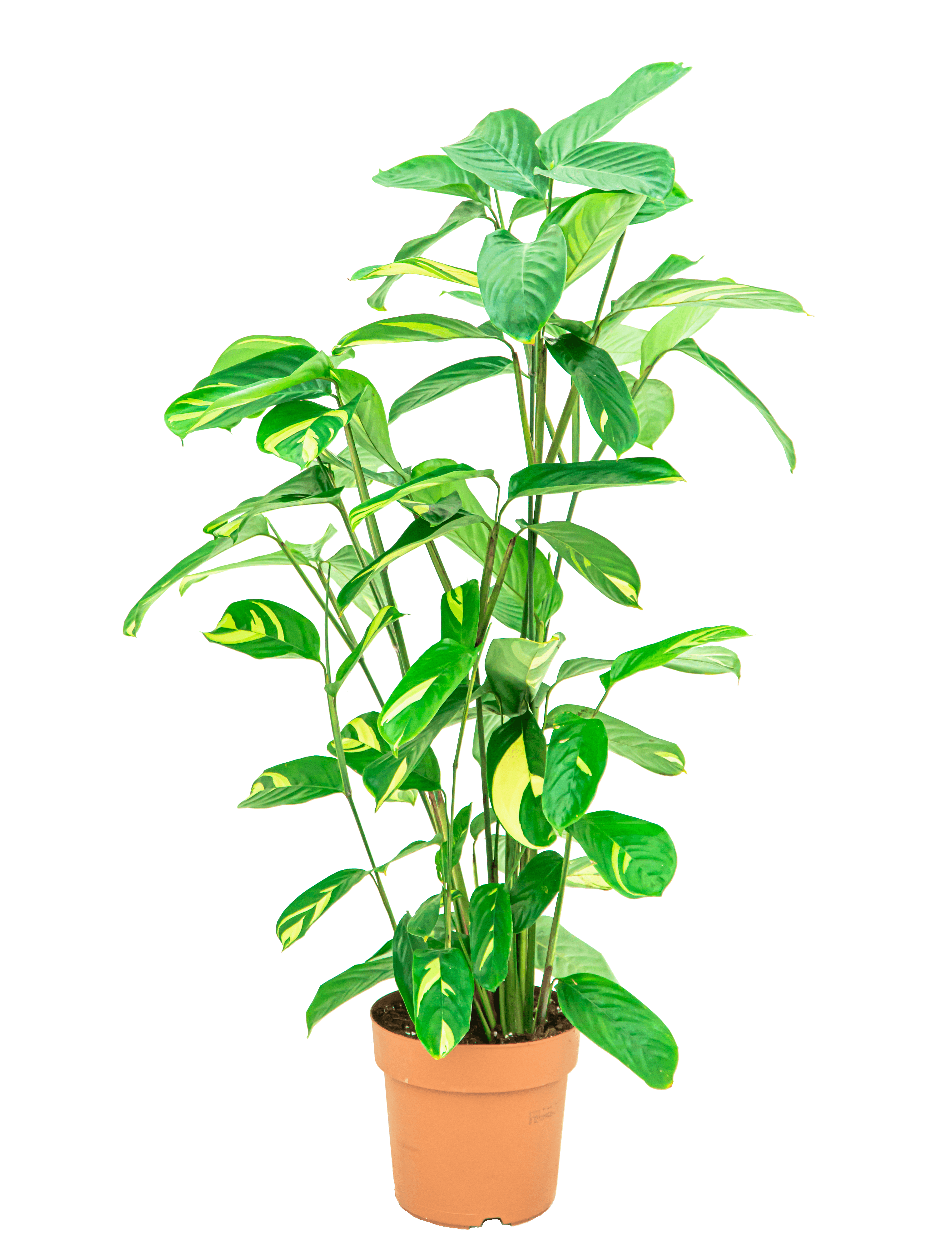 Verzorgingstips Ctenanthe